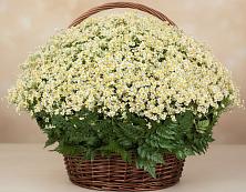 Цветочная композиция из Ромашки в корзине #REPLACE_PRED# Конышёвке