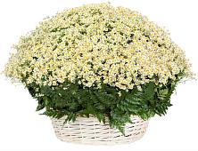 Цветочная композиция из Ромашки в корзине #REPLACE_PRED# Конышёвке